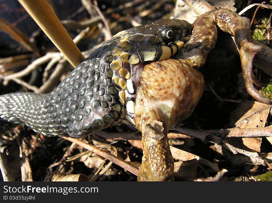 Snake eats frog