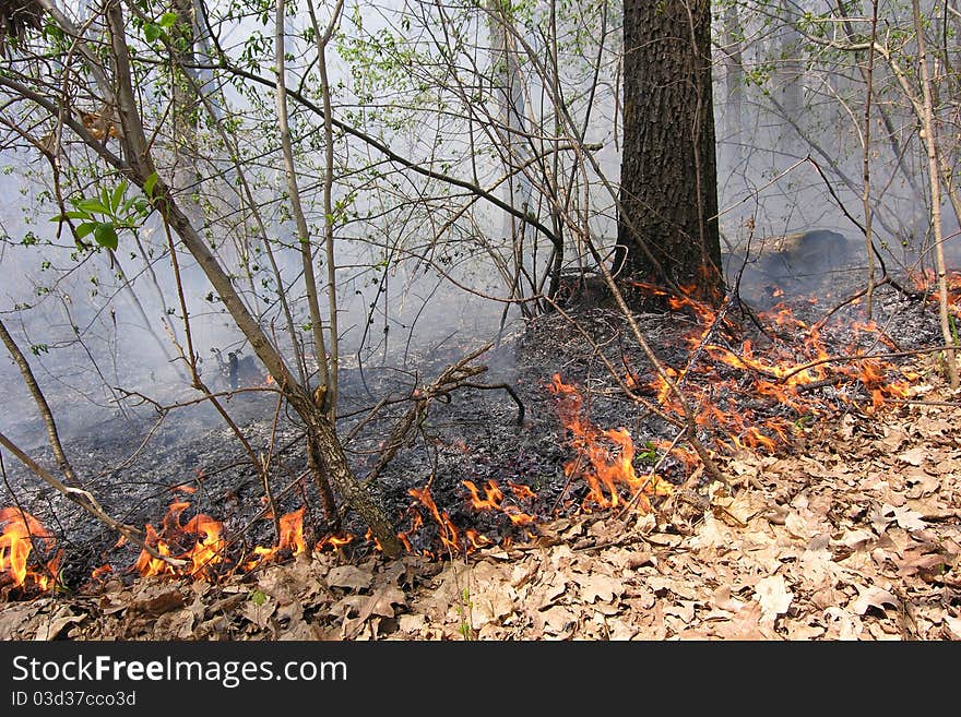 In the forest, after the drought, burning last year's dry foliage. In the forest, after the drought, burning last year's dry foliage