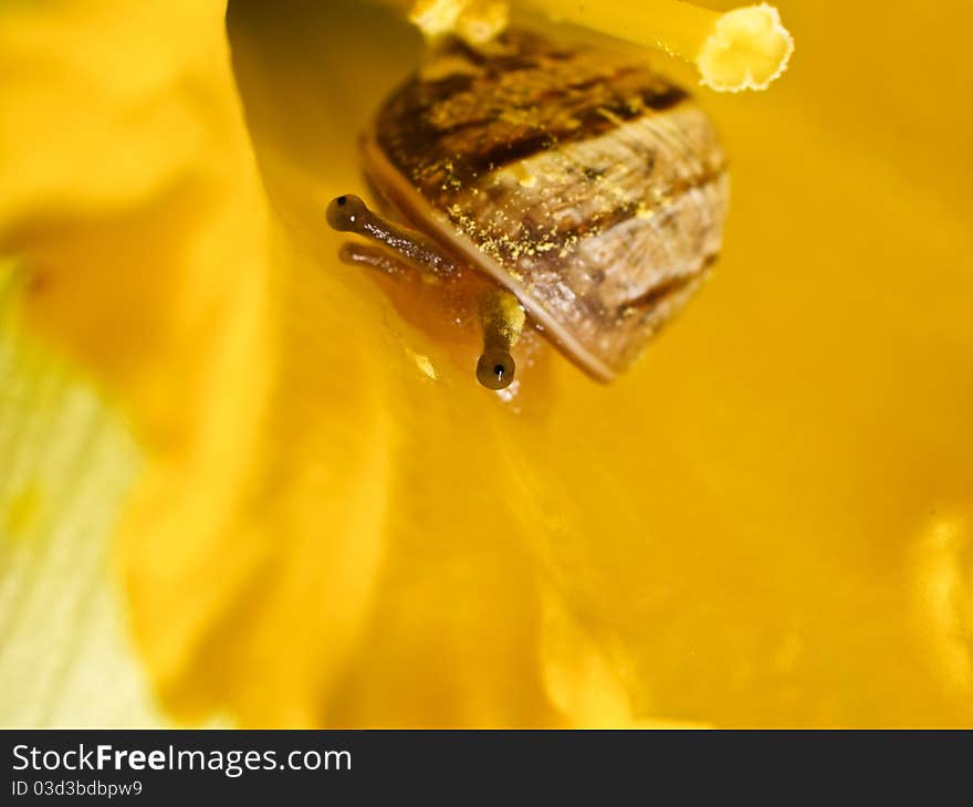 Beautiful little snail in yellow flower, macro, shy look with two eyes, cute and slow animal, squint look. Beautiful little snail in yellow flower, macro, shy look with two eyes, cute and slow animal, squint look