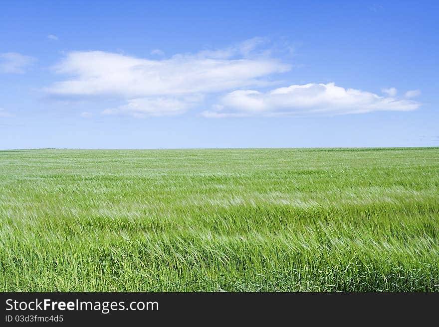 Rural landscape with green field and blue sky. Rural landscape with green field and blue sky.