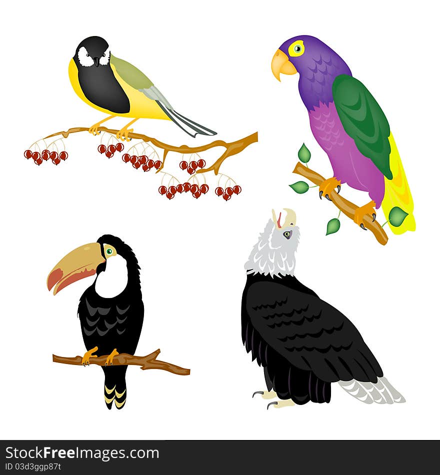 Illustration of the varied birds