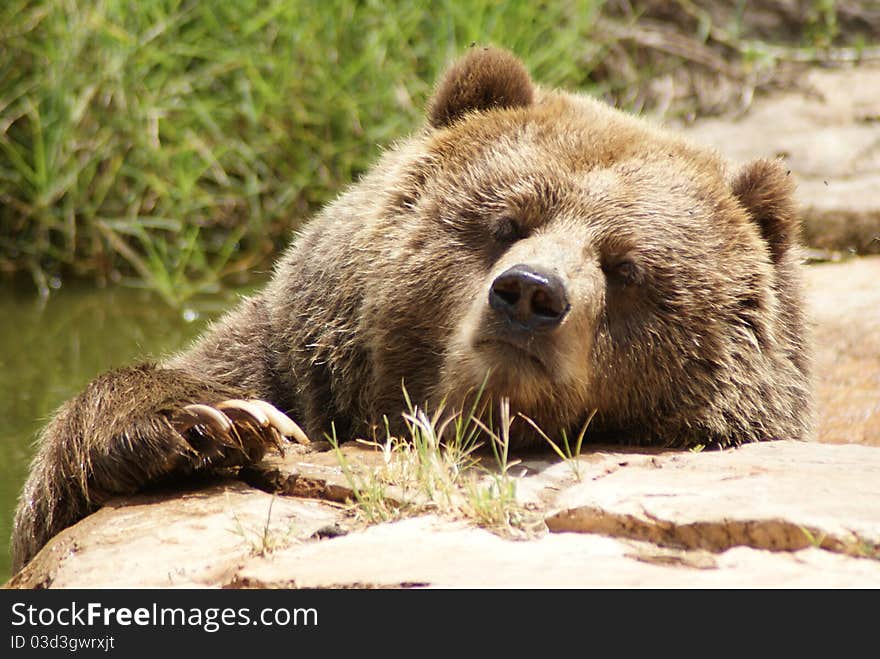 Brown Bear