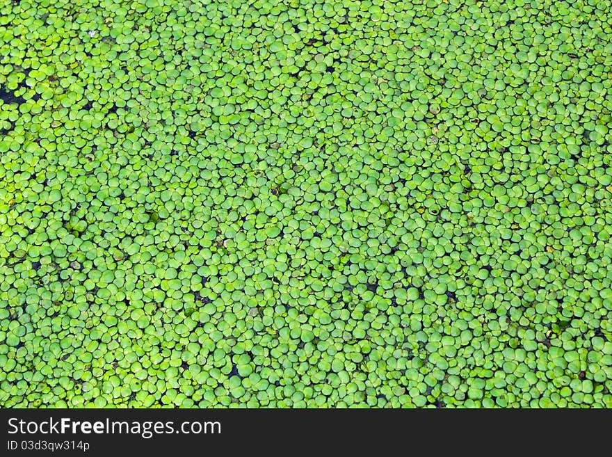 Close up of a floating water weed,duckweed. Close up of a floating water weed,duckweed