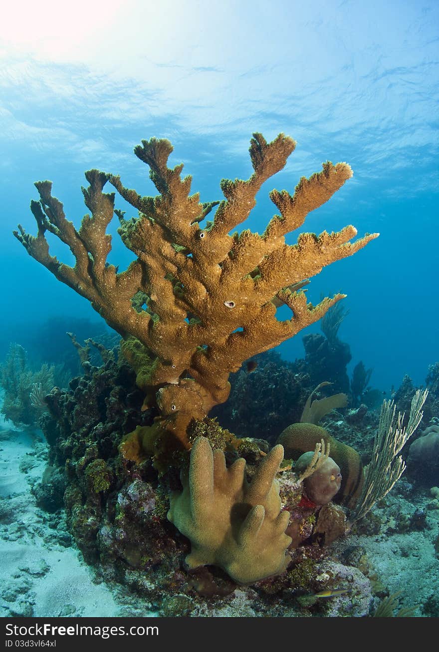 Coral Gardens off the coast of Roatan Honduras. Coral Gardens off the coast of Roatan Honduras