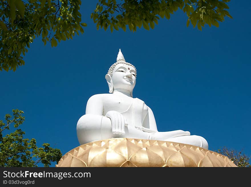 White Buddha image cover tree in the temple