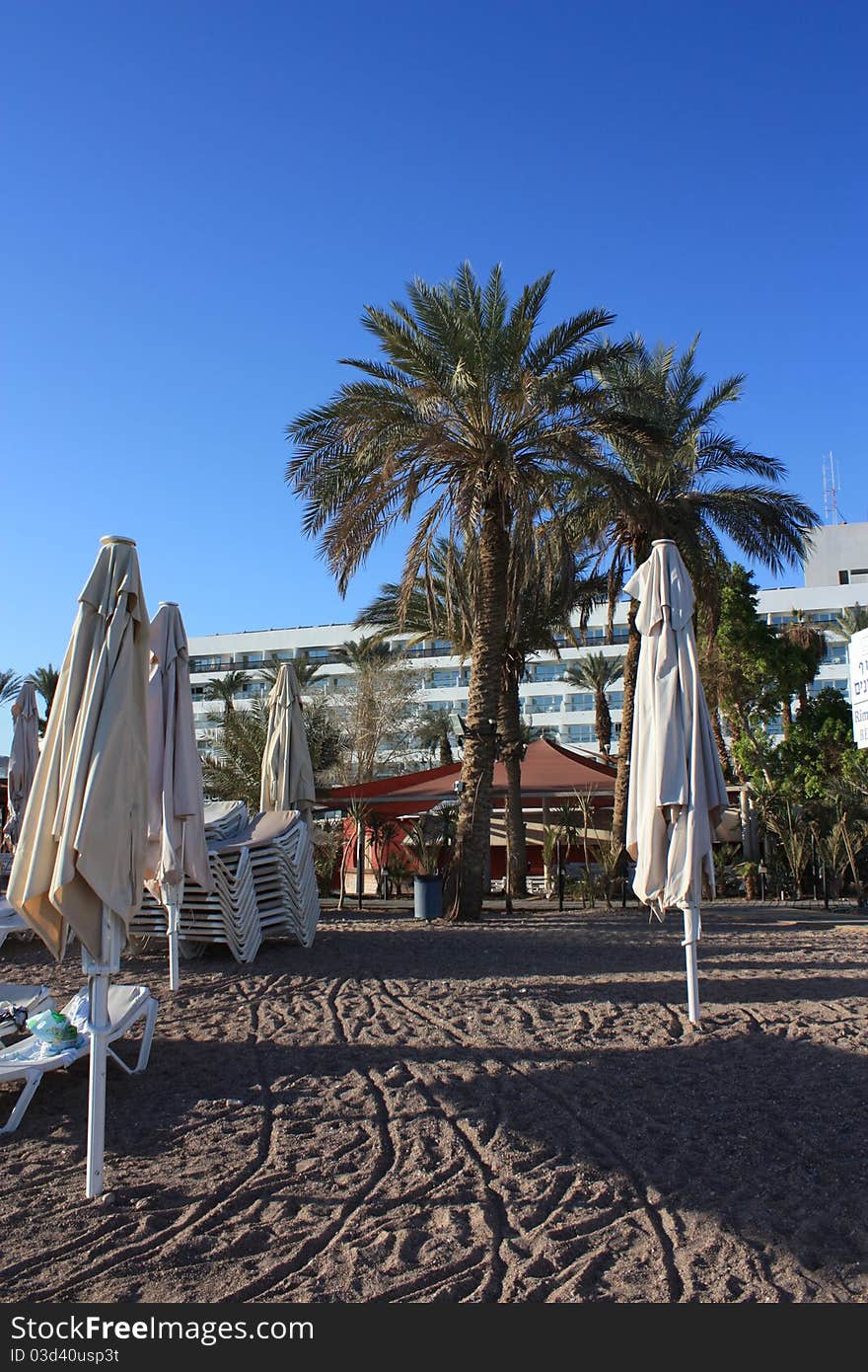 Palm trees and a beach