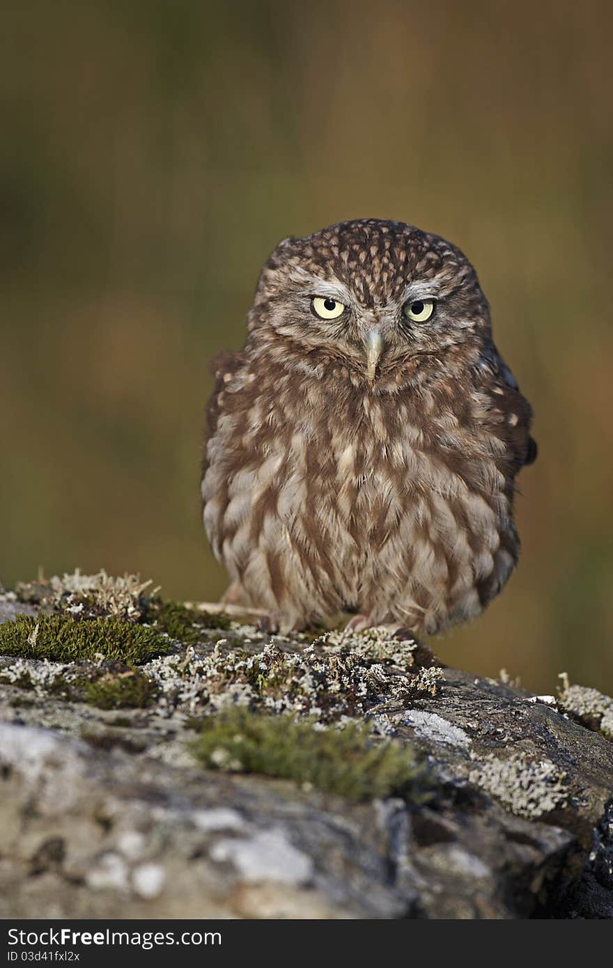 A captive Little Owl sat on a stone wall,with a green background.