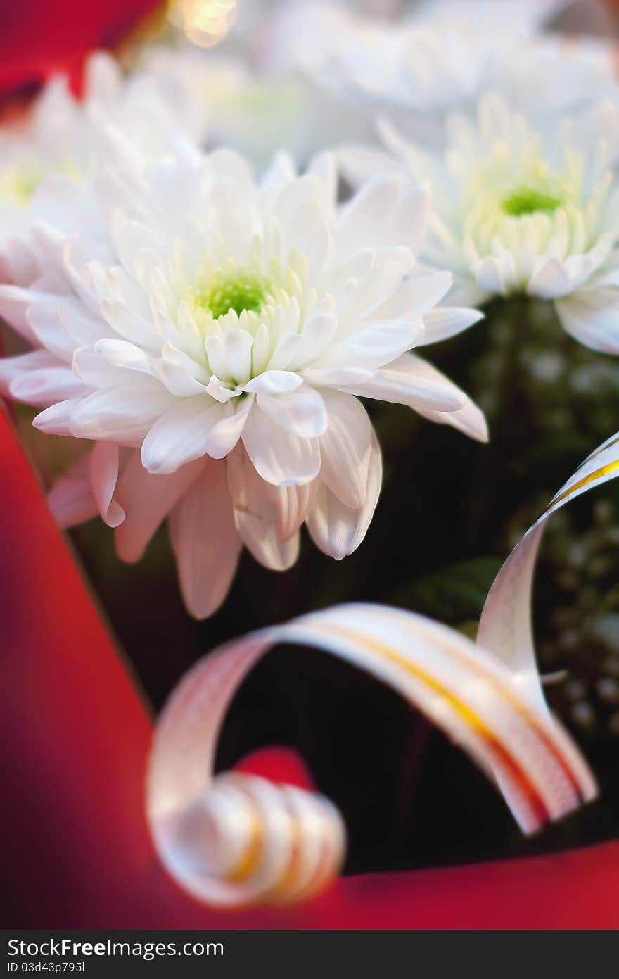 Beautiful white chrysanthemum with green leafs and