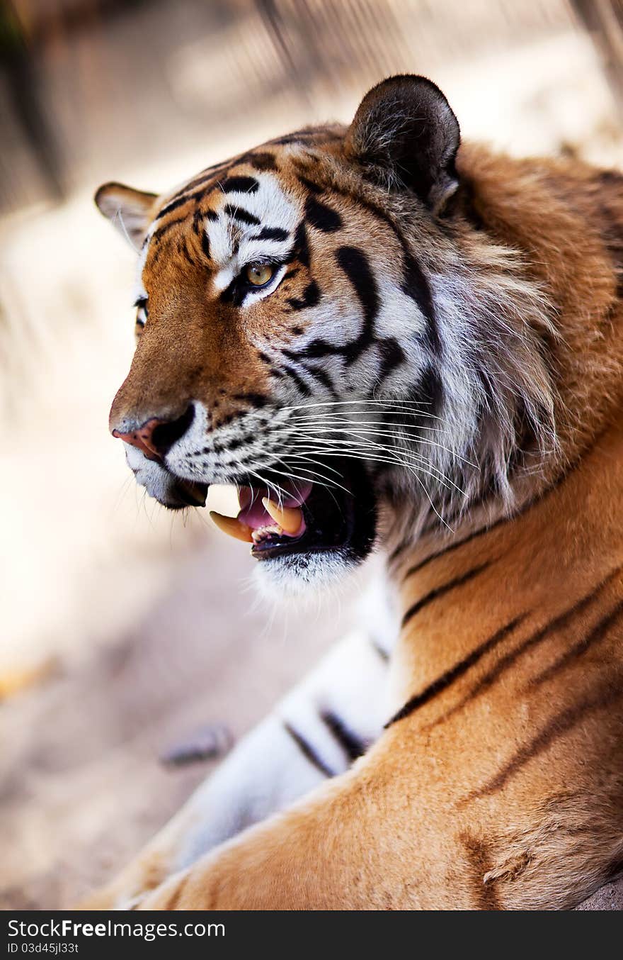 Tiger in the Novosibirsk zoo