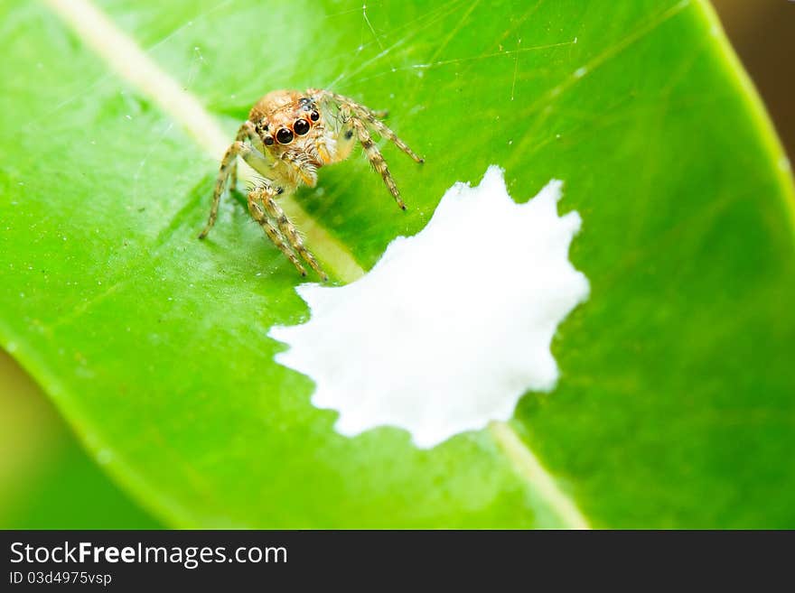 Closed-up of Golden Spider