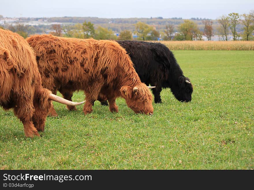 Highland cow brown and black