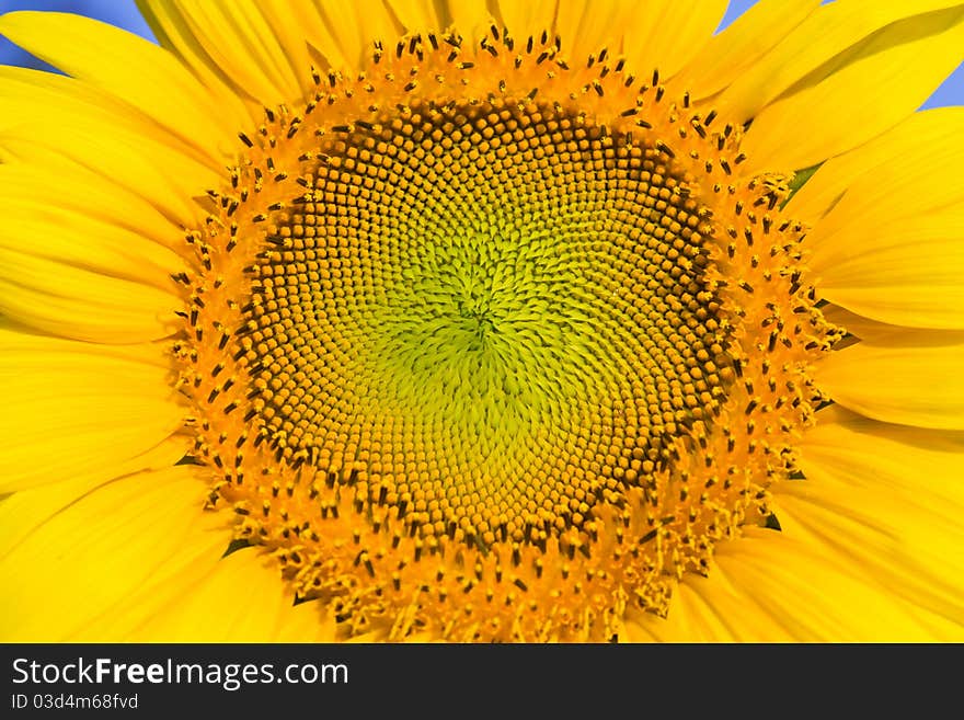 Closeup of Sunflower