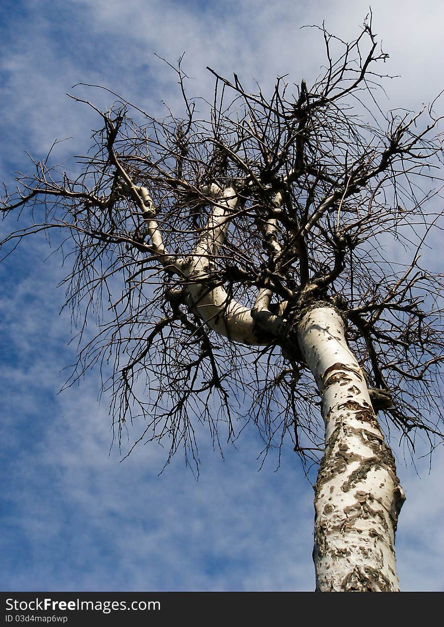 Old death birch and sky. Old death birch and sky