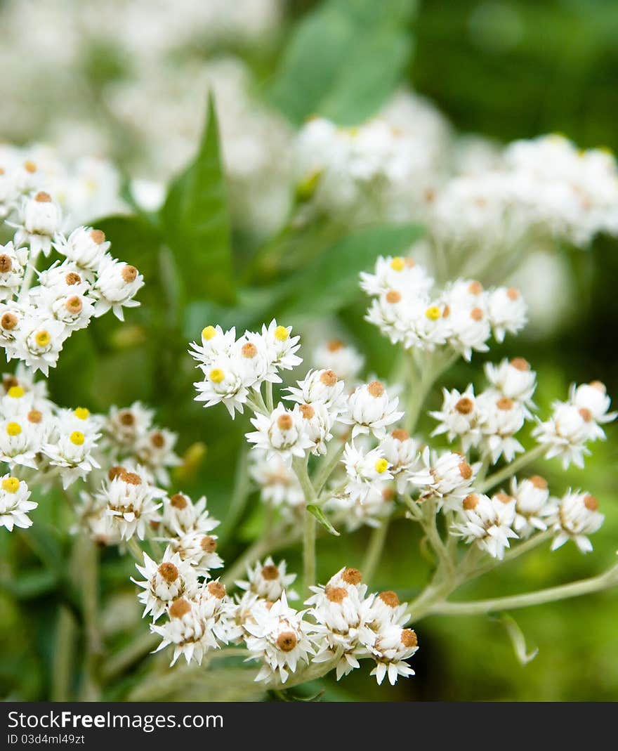 Flower in a green field