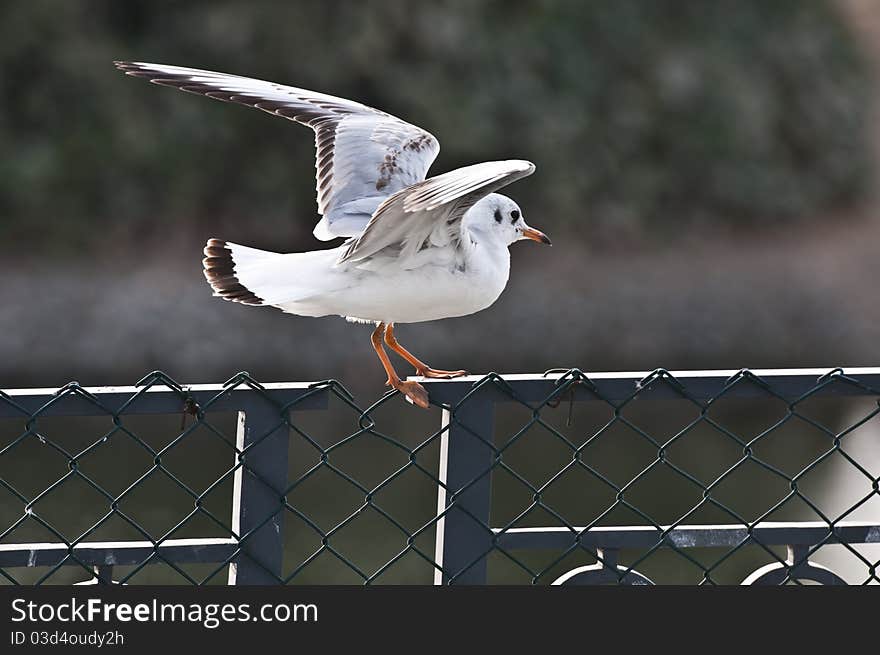 Bird sitting on fence ready to take off. Bird sitting on fence ready to take off.