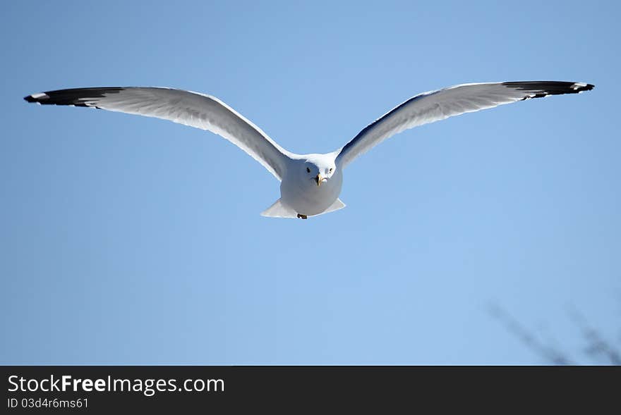 Focused seagull in flight over blue sky