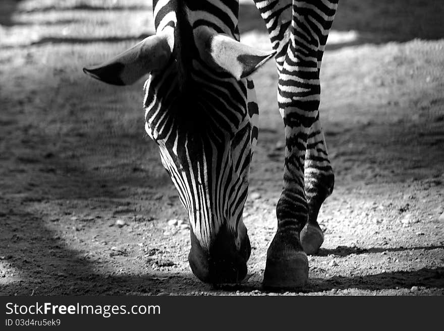 Wild zebra