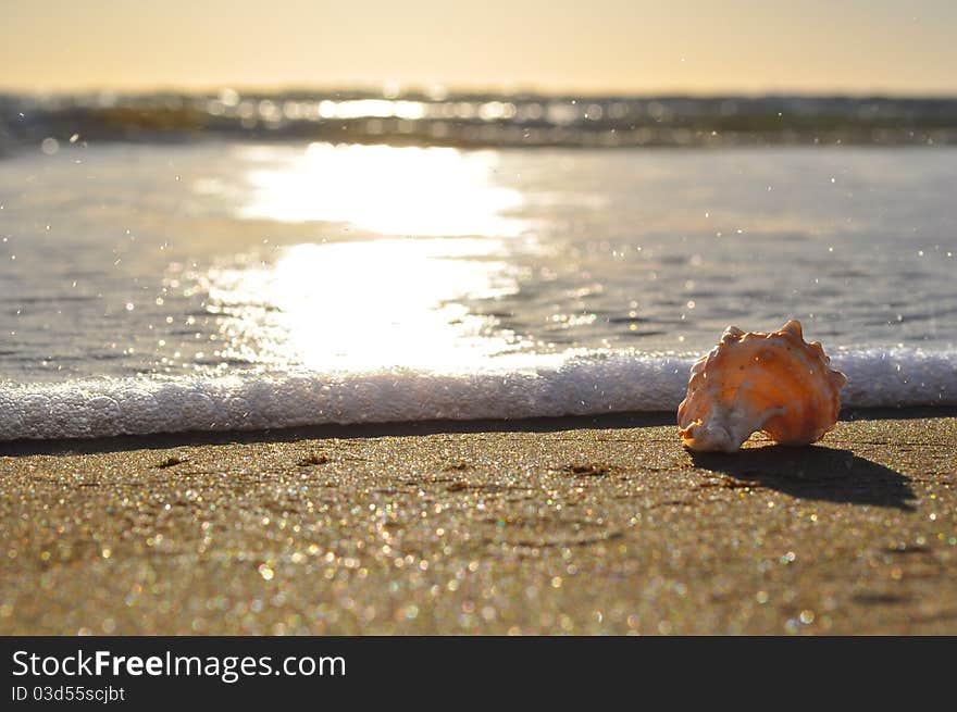 Shell on the beach with the surf wave about to break on it. Shell on the beach with the surf wave about to break on it