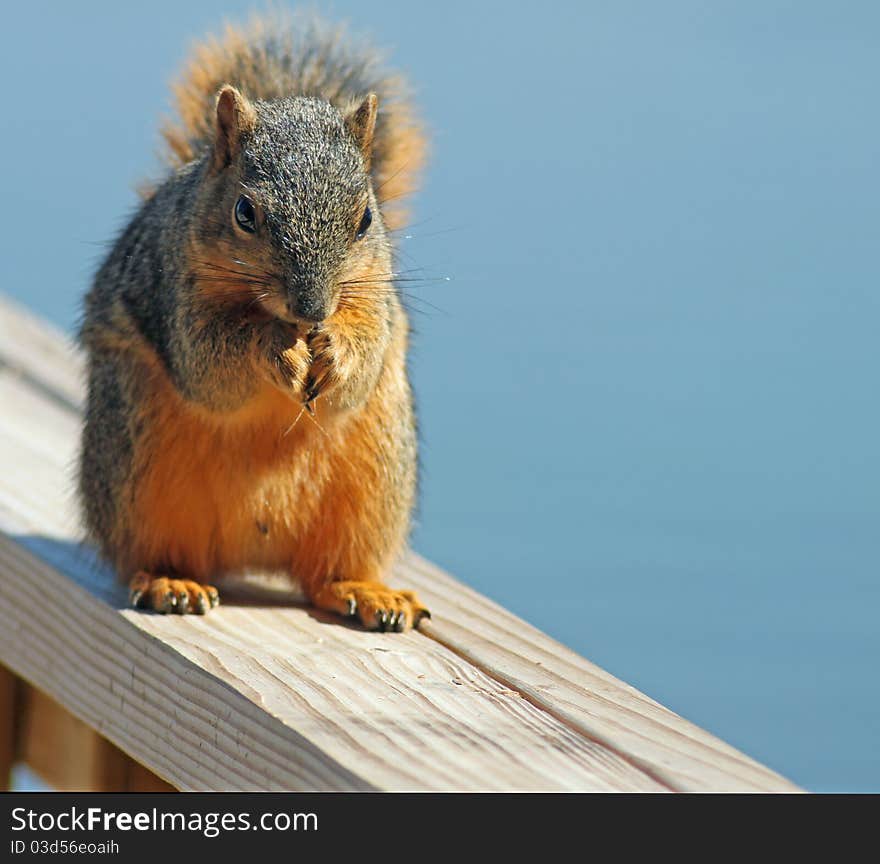 Fox squirrel on haunches on wooden banister with blue background