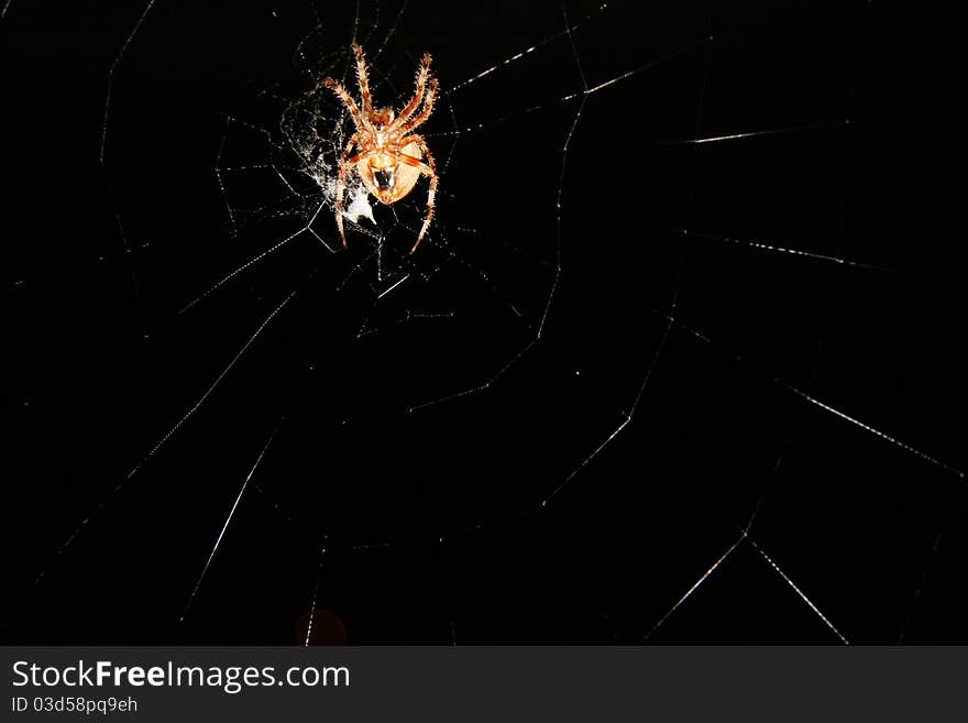 Spider and web at night. Spider and web at night.