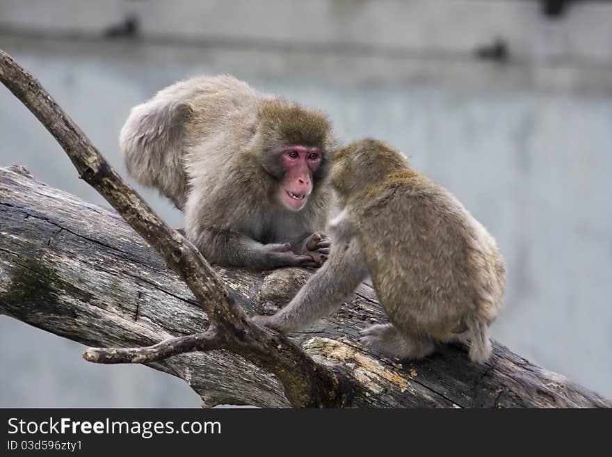 Macaque (Snow) Monkey's sitting on a tree branch.