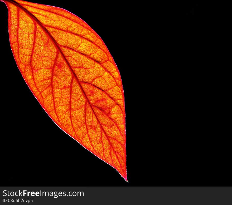 Red Leaf on black blackground