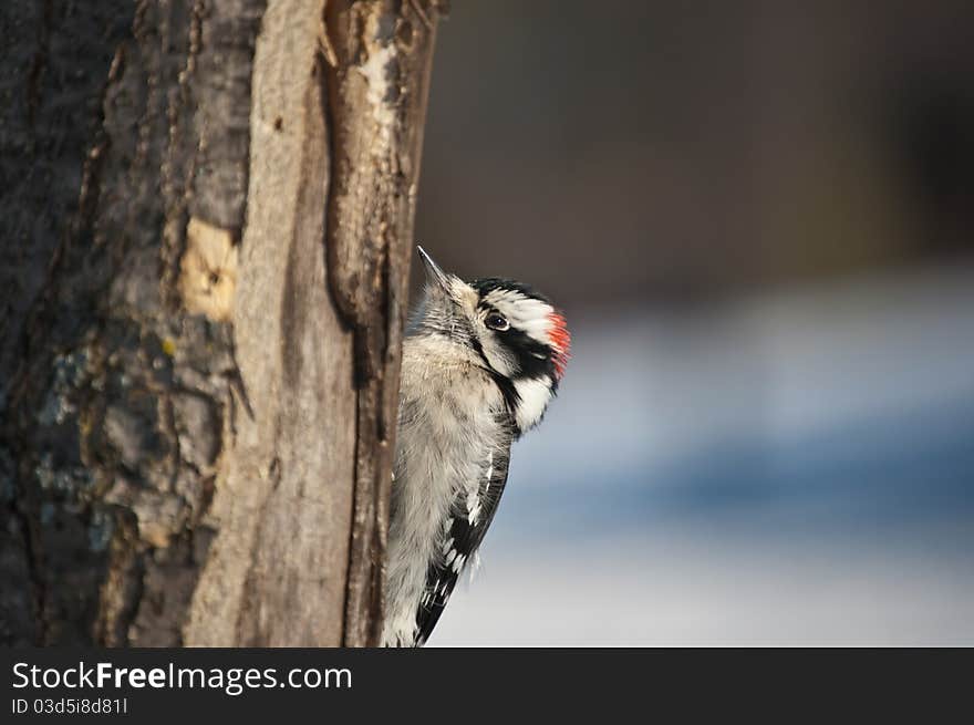 Downy Woodpecker on a Tree