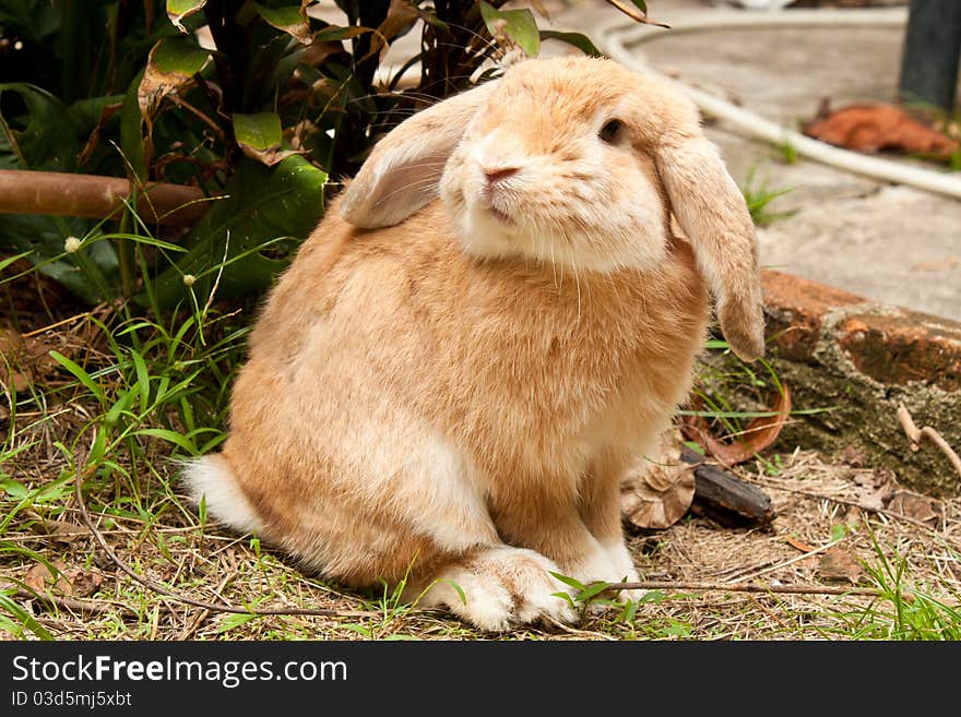 Cute rabbit in the garden