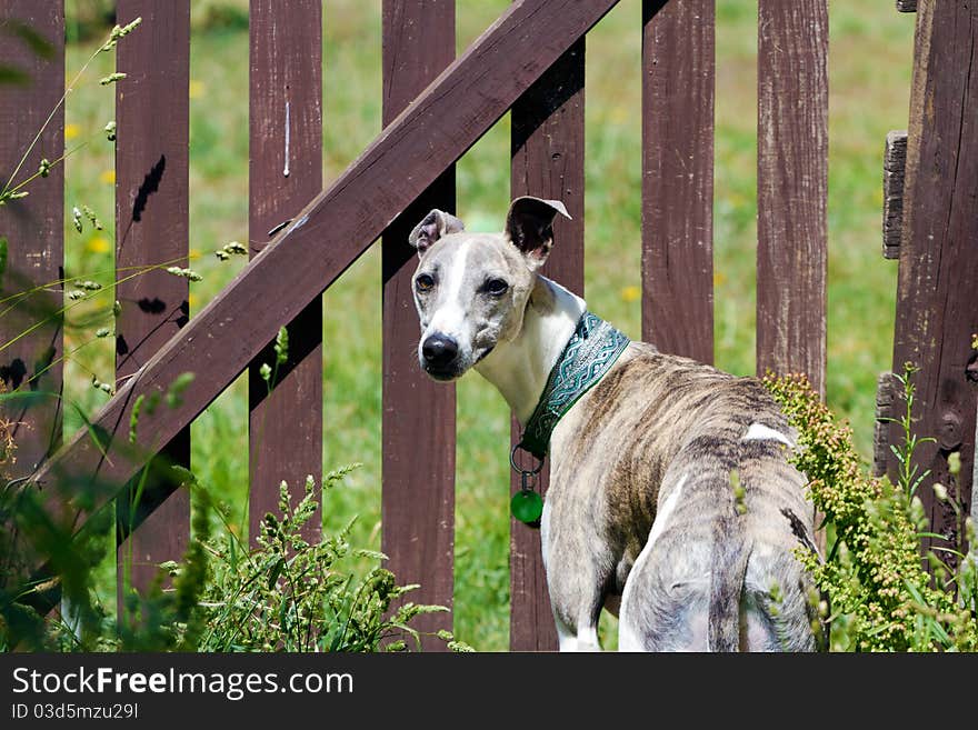 Dog At Fence