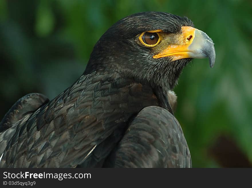 Verreaux's eagle also known the Black eagle.