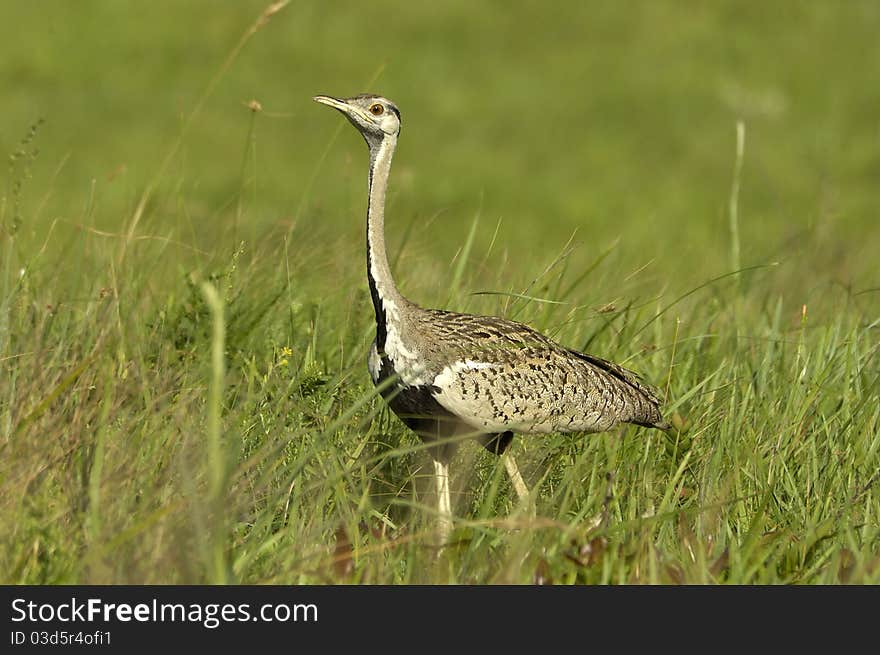 Black-bellied bustard in its typical open, grassy habitat