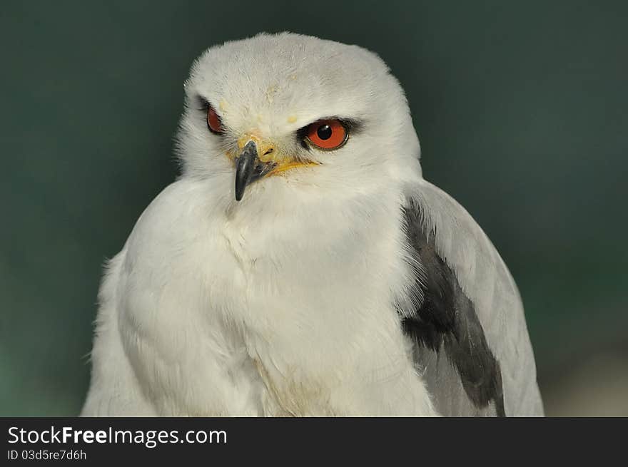 Portrait of a black-shouldered kite