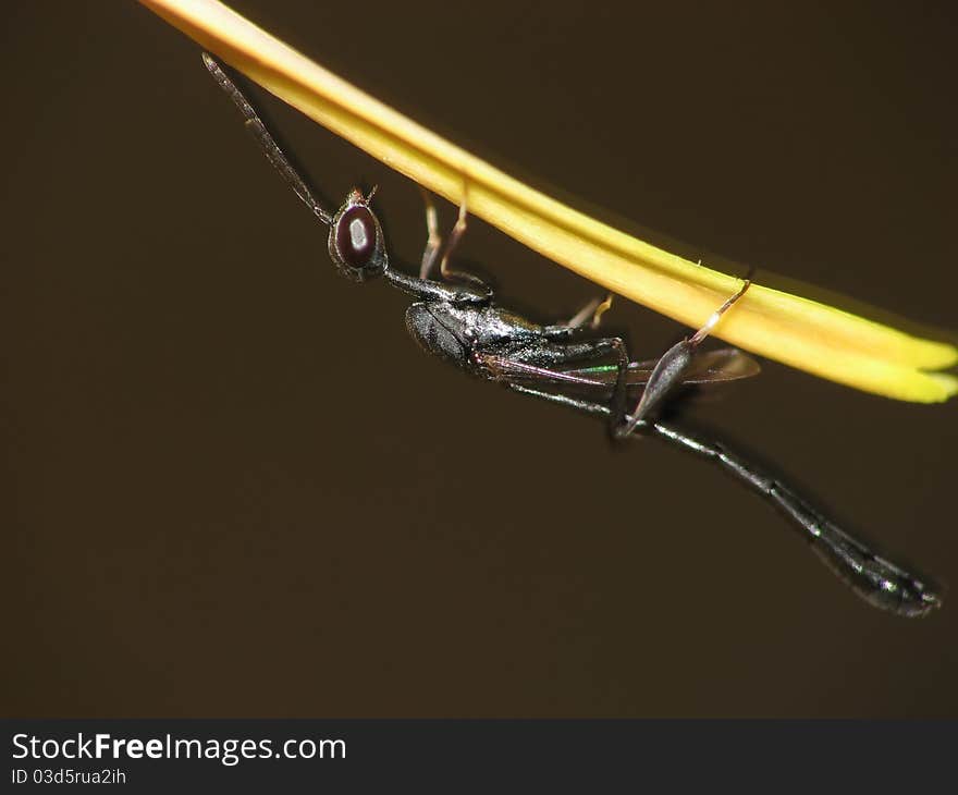 Tiny black wasp on a flower petal. Tiny black wasp on a flower petal