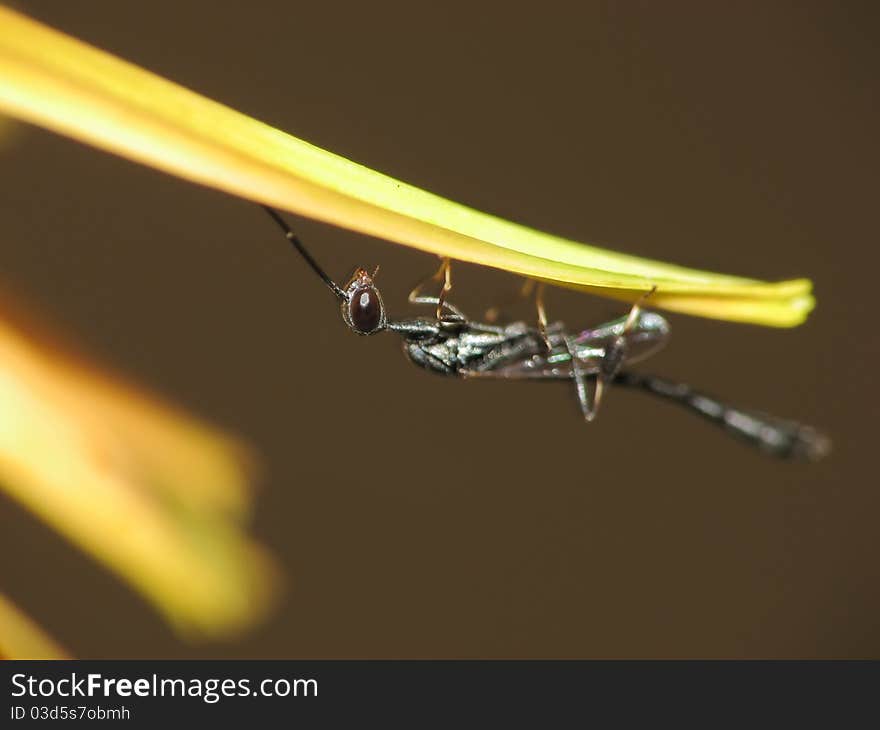 Cute tiny wasp on flower petal