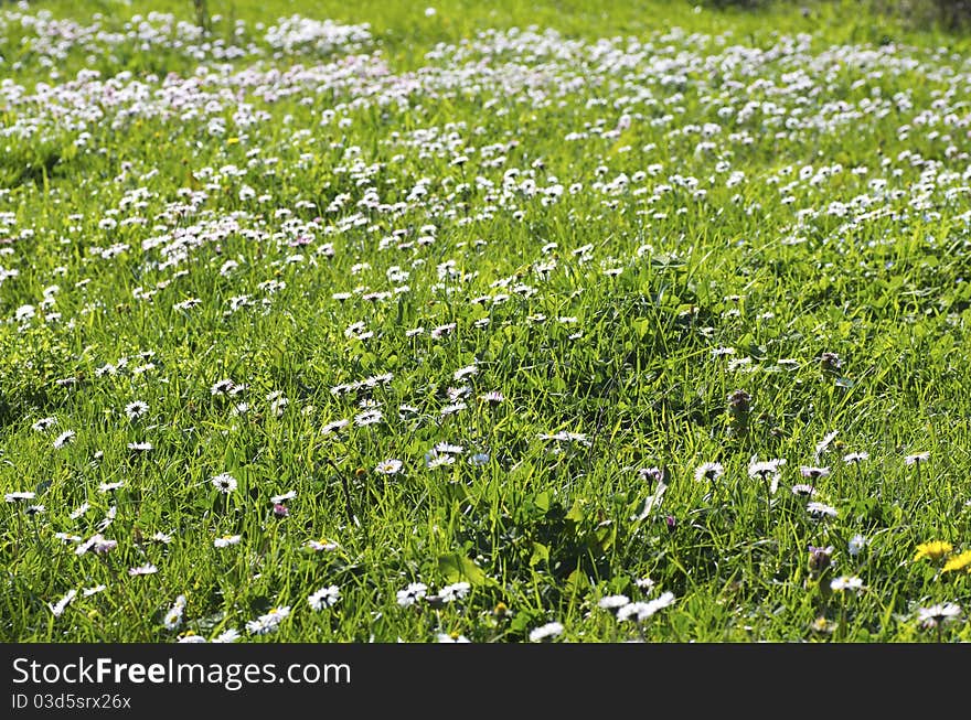 Nice meadow with little flowers