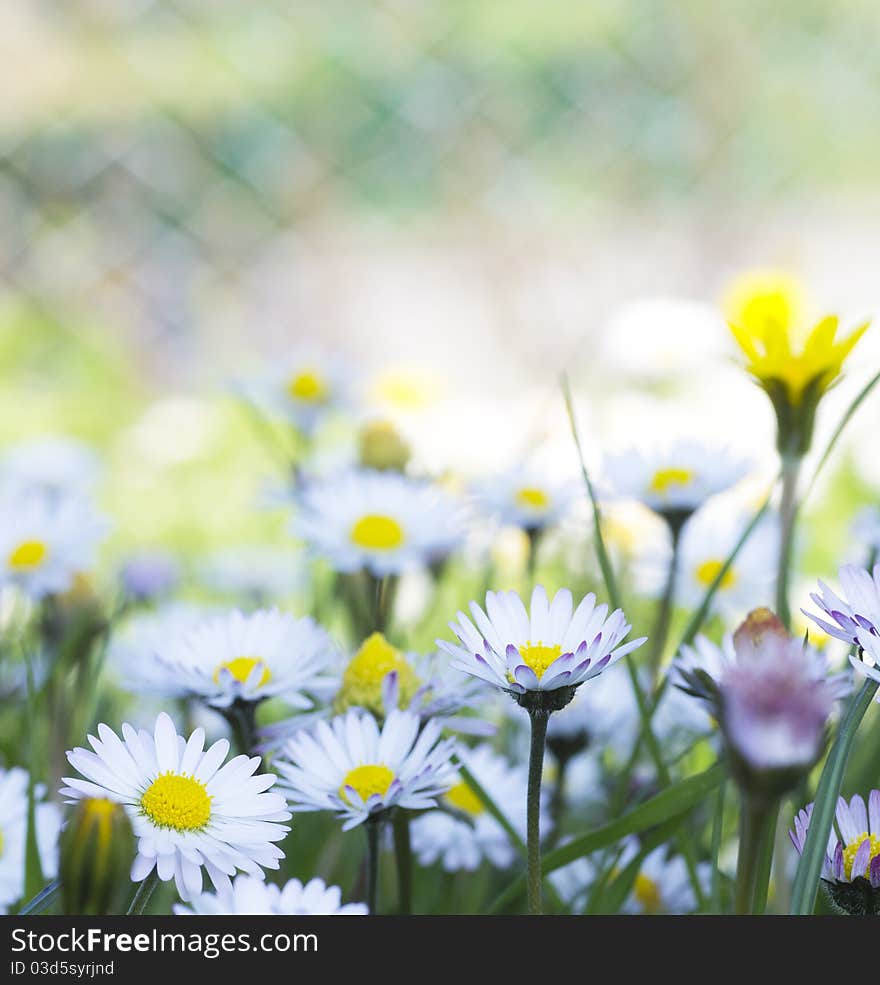 Nice meadow with little flowers