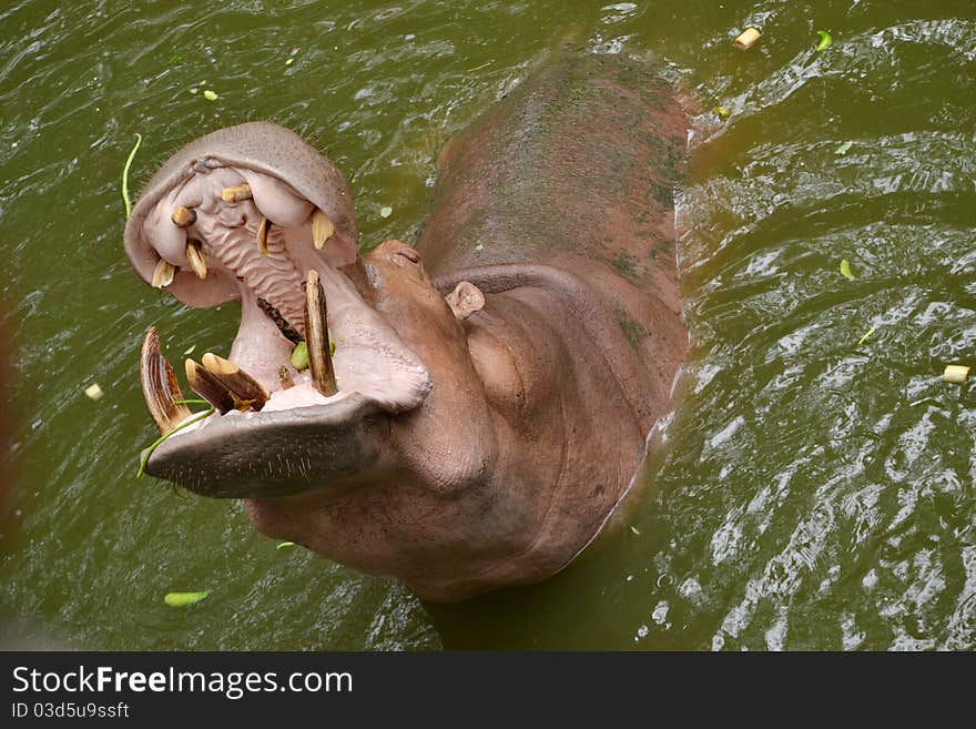 This hippopotamus is eating vegetable from feeder. This hippopotamus is eating vegetable from feeder.