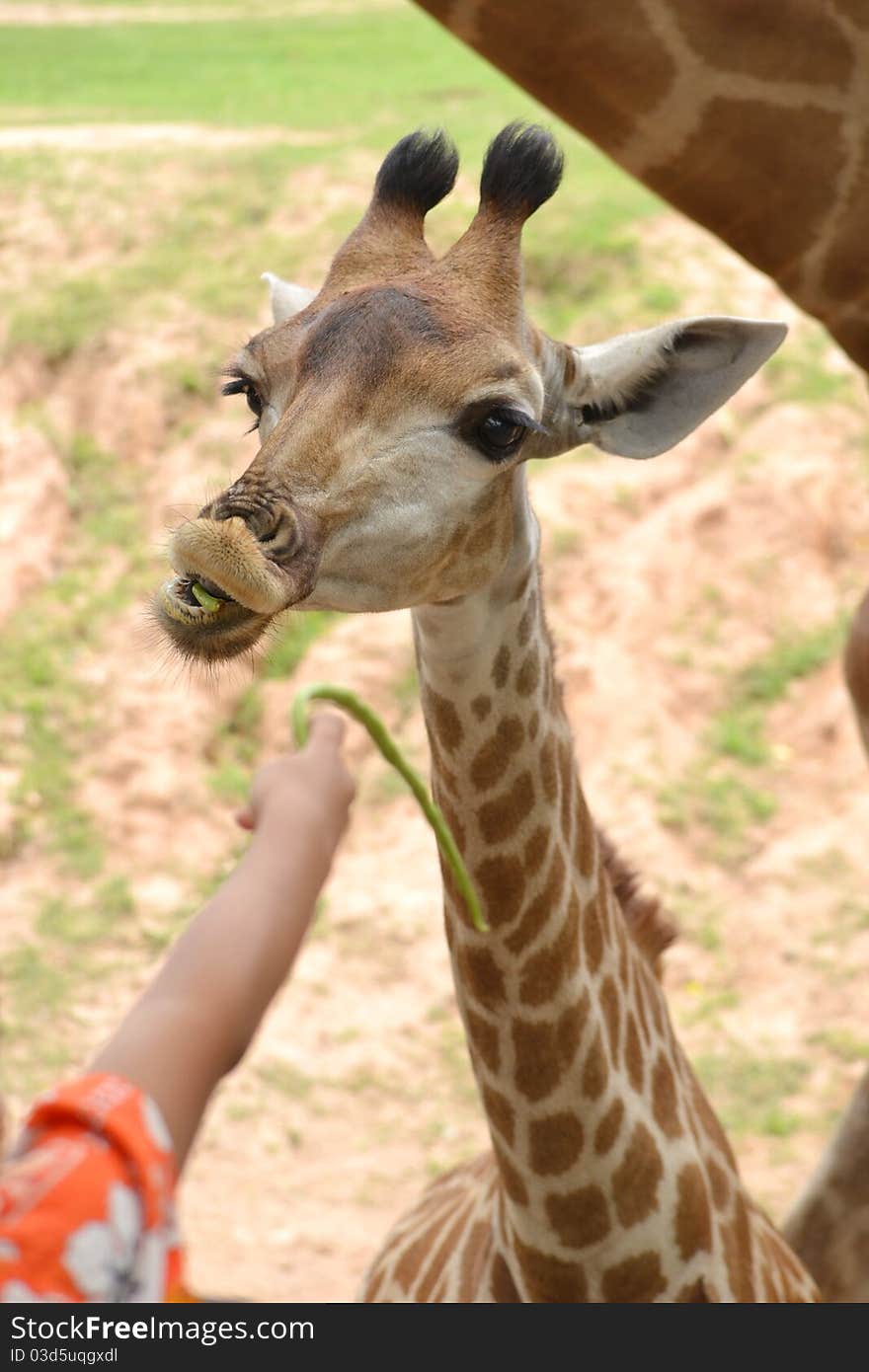 Little Giraffe is eating cow-pea from feeder. Little Giraffe is eating cow-pea from feeder.