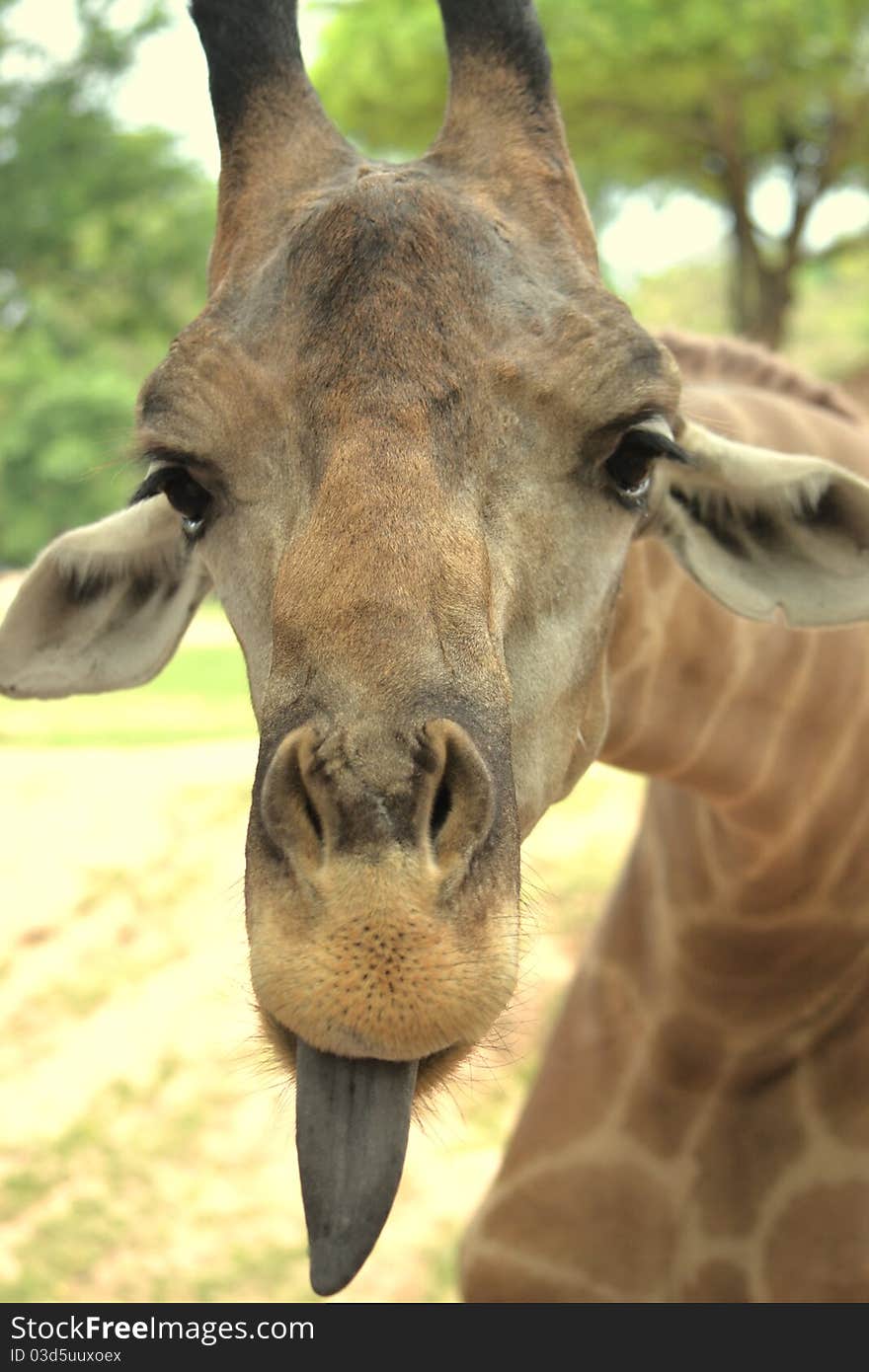 Giraffe put on one's tongue because she thought I might feed her some food. Giraffe put on one's tongue because she thought I might feed her some food.