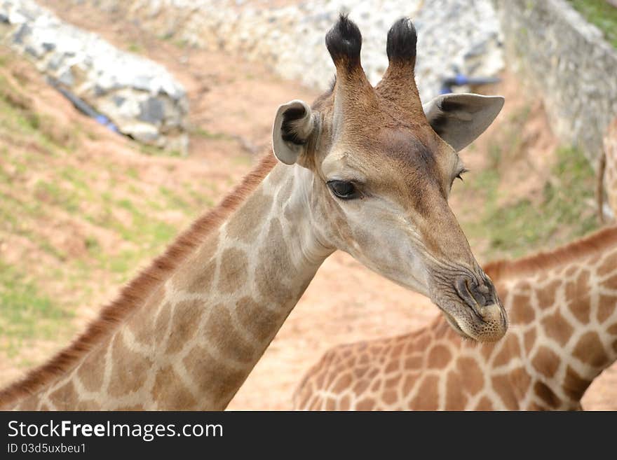 Little Giraffe stand with another one and is waiting for feeder. Little Giraffe stand with another one and is waiting for feeder.