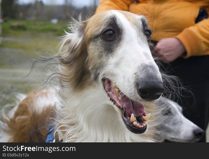 Very nice greyhound in country