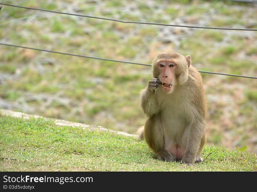 This monkey is eating something.