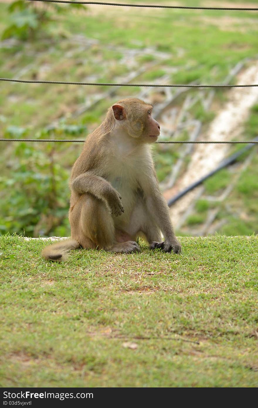 This monkey is looking for something.