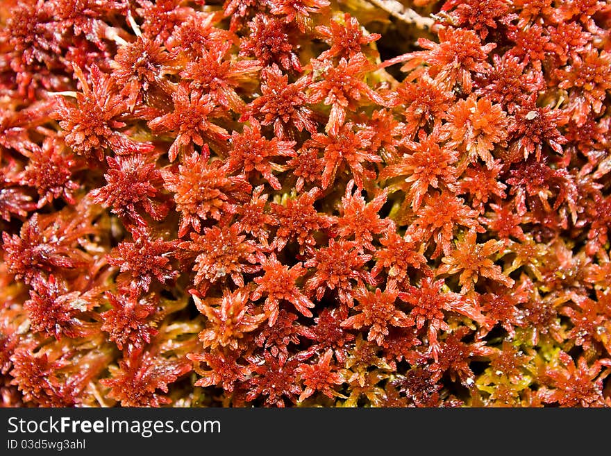 Red moss