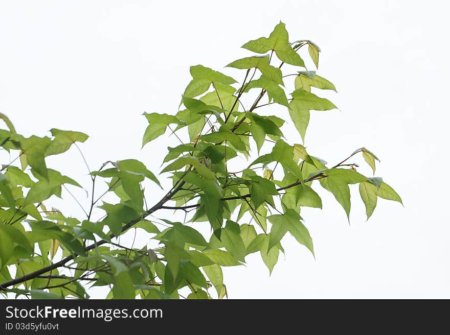 Green Leaf