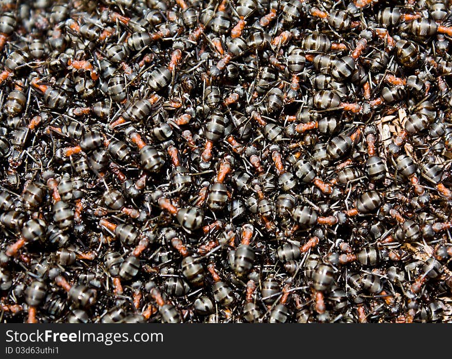 A group of ants, working at their anthill. A group of ants, working at their anthill.