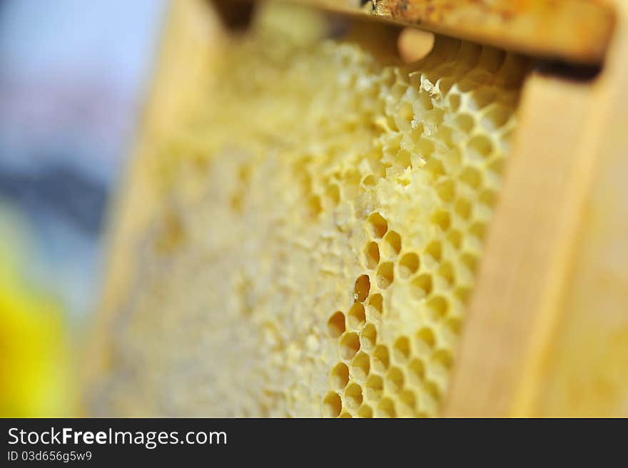 Honeycomb In The Wooden Frame