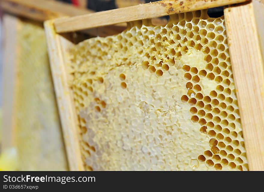 Honeycomb in the wooden frame