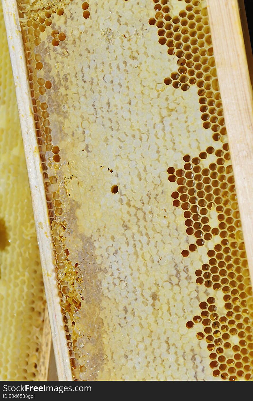 Honeycomb In The Wooden Frame