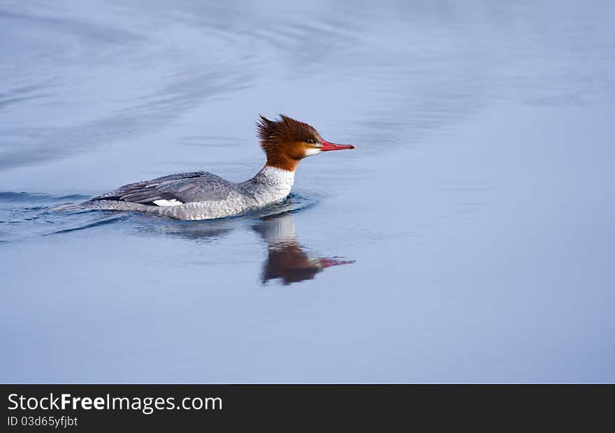 Great Crested Grebe ( Podiceps cristatus ) swimming in the river.